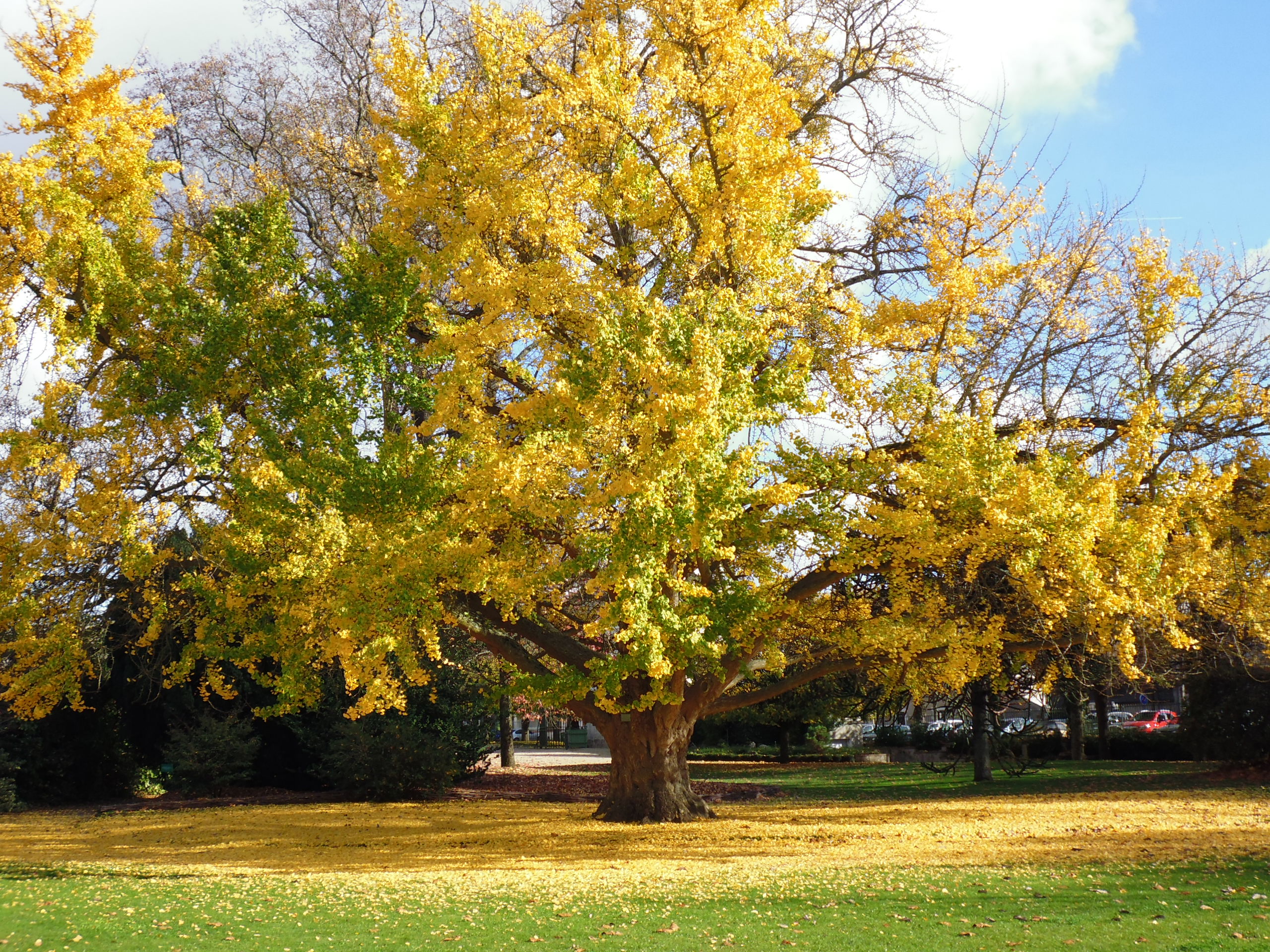 Jardin des plantes  Orléans métropole