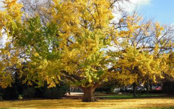 Jardin des plantes d'Orléans