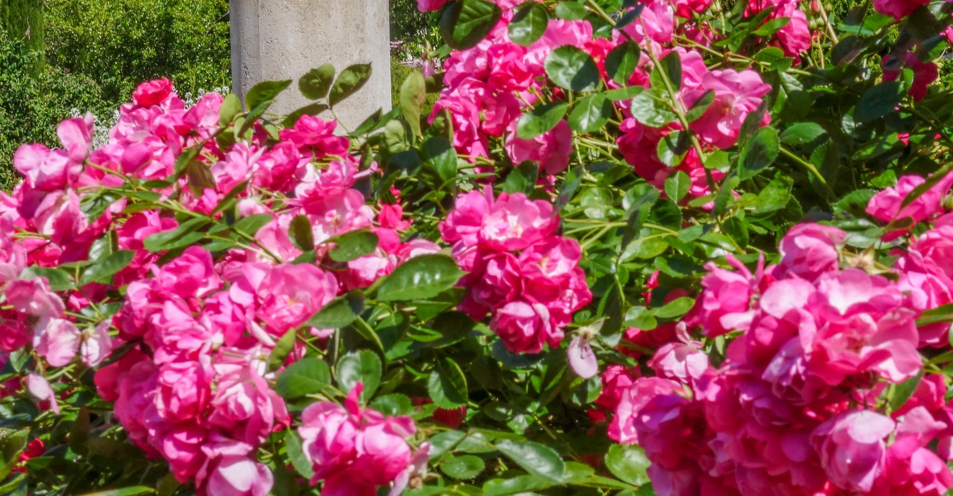jardin des plantes d'orléans
