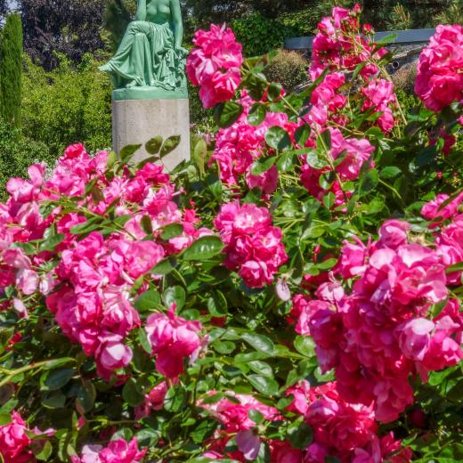 jardin des plantes d'orléans