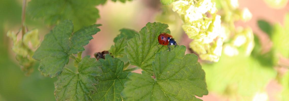 Animaux miniatures -  France