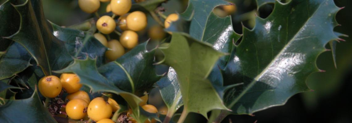 crédit : Conservatoire National d'Ilex