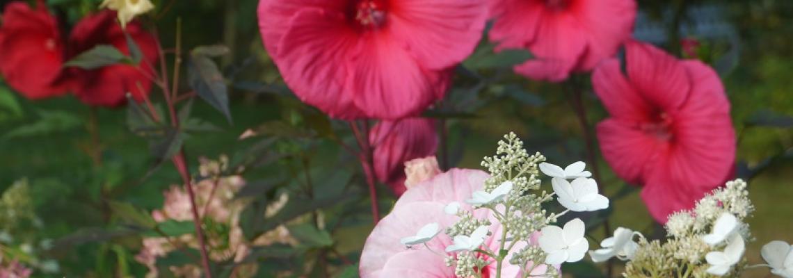 crédit : Le Jardin de Mireille en Touraine Angevine