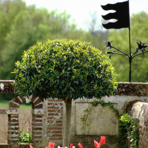 crédit : MG de Saint Venant