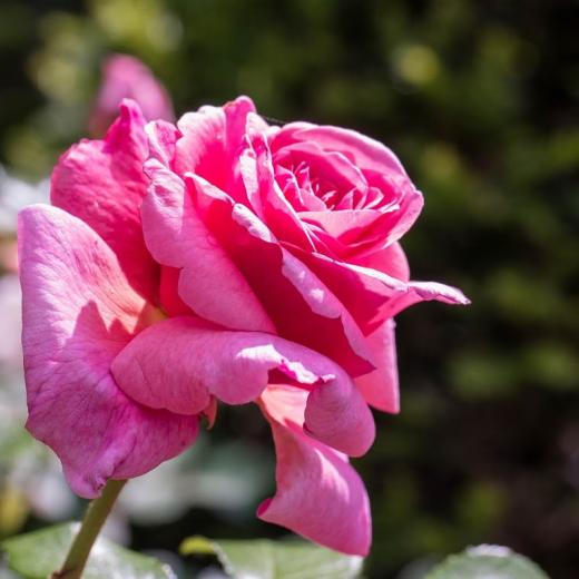 crédit : R. Bonnaire - Arboretum des Grandes Bruyères