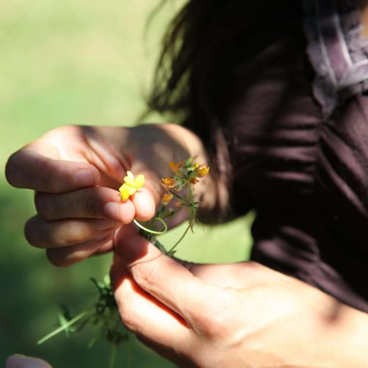 crédit : Sarah Bloch Plume de coquelicot